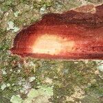Parinari excelsa Casca