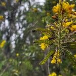 Adenocarpus foliolosus Flor