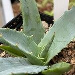 Agave subsimplex Leaf
