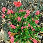 Rhododendron alabamense Blad