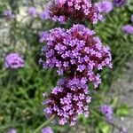 Verbena bonariensis Цвят