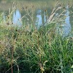 Bidens subalternans Habitat