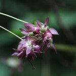 Sabicea calycina Fruto