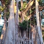 Ficus macrophylla Corteccia