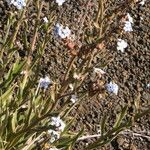 Cynoglossum borbonicum Flower