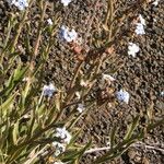 Cynoglossum borbonicum