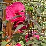 Hibiscus moscheutos Blomst