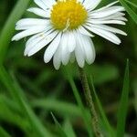 Bellis perennisЦвят