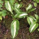 Hosta sieboldii Folla