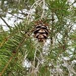 Pseudotsuga menziesii Gyümölcs
