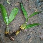 Bulbophyllum longiflorum ഇല