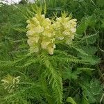 Pedicularis foliosa Floare