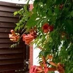 Campsis radicans Συνήθη χαρακτηριστικά