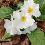 Primula vulgaris Kwiat