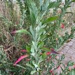 Chenopodium album Habit