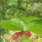 Rubus saxatilis Lehti