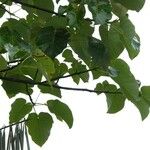 Ficus nymphaeifolia Прочее