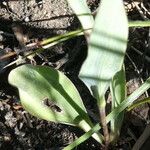 Ranunculus amplexicaulis Deilen