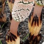 Equisetum arvense Natur