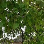 Catalpa ovata Liść