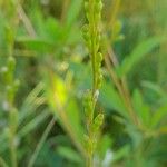 Erucaria hispanica Fruto