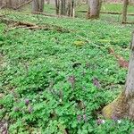 Corydalis cava Habitus