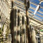 Cleistocactus strausii Habitus