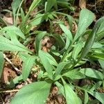 Coreopsis pubescens 葉
