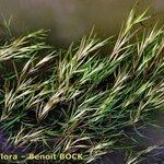 Zostera marina 整株植物