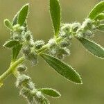 Herniaria incana Otro