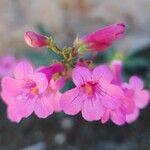 Penstemon parryi फूल