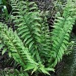 Polystichum aculeatum Libunga