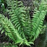 Polystichum aculeatum Habitus