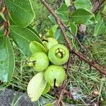 Psidium cattleyanum Fruit