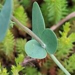 Coronilla scorpioides List