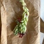 Sedum morganianum Φύλλο