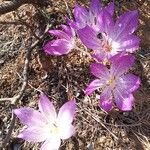 Colchicum bivonae Blodyn