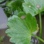 Ranunculus muricatus Leaf