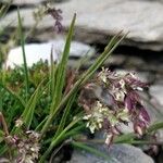 Poa cenisia Blomst