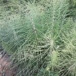 Equisetum telmateia Folha