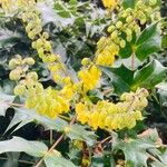 Berberis bealei Цветок