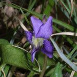 Viola septemloba Flower