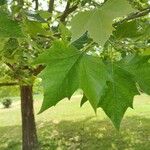 Platanus orientalis葉