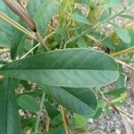 Crotalaria retusa Leaf