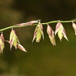 Melica minuta Flower