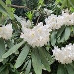 Rhododendron decorum Flor