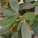 Osmanthus decorus Blatt
