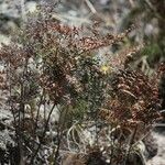 Hemionitis quadripinnata Συνήθη χαρακτηριστικά