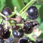 Rubia tinctorum ফল