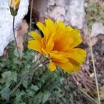 Hyoseris radiata Flower